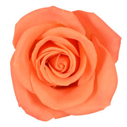 COLOR ROSES ORANGE CRUSH 25ST 50