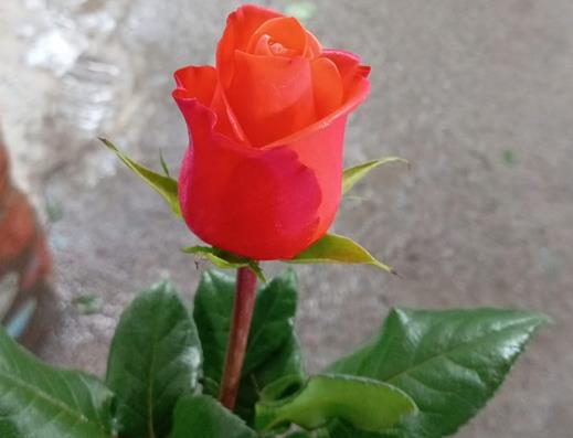 COLOR ROSES ORANGE PARTY 25ST 50cm