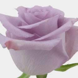COLOR ROSES OCEAN SONG LAVANDER 25ST 60cm