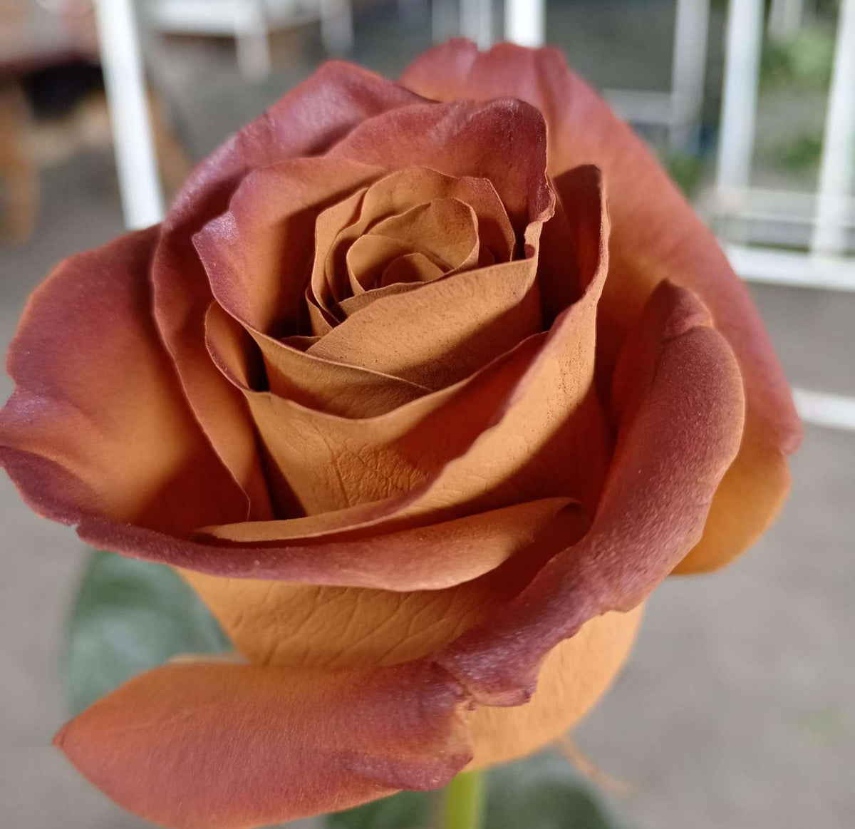 COLOR ROSES PAINTED CAPUCCINO 25ST 60cm