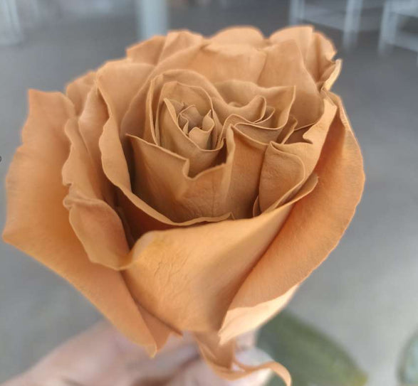 COLOR ROSES TOFFE BROWN PAINTED 25ST 60cm