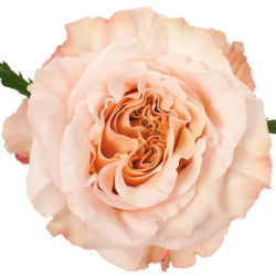 COLOR ROSES SHIMMER PEACH 25ST 50cm