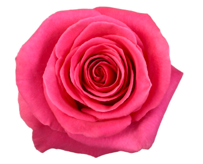 COLOR ROSES DARK PINK FLOYD 25ST 60cm