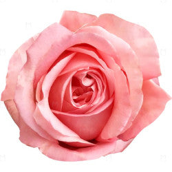COLOR ROSES PINK EXPRESSION 25ST 50cm
