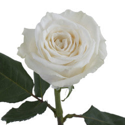 COLOR ROSES PLAYA BLANCA WHITE 25ST 50cm