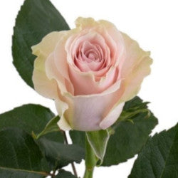 COLOR ROSES LIGHT PINK MONDIAL 25ST 50cm