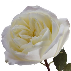 COLOR ROSES POLO WHITE 25ST 50cm