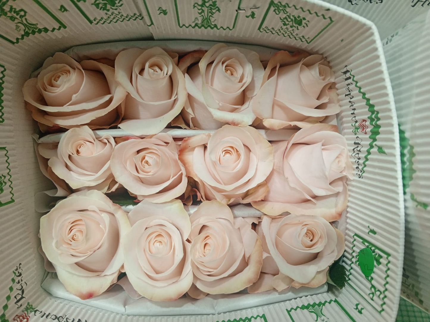 COLOR ROSES POMAROSA BABY PINK 25ST 50cm