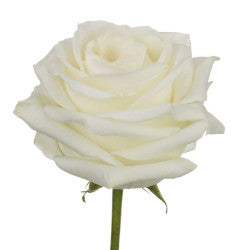 COLOR ROSES POLAR STAR 60cm
