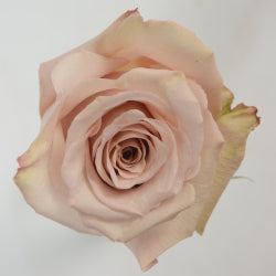 COLOR ROSES QUICK SAND 25ST 60cm