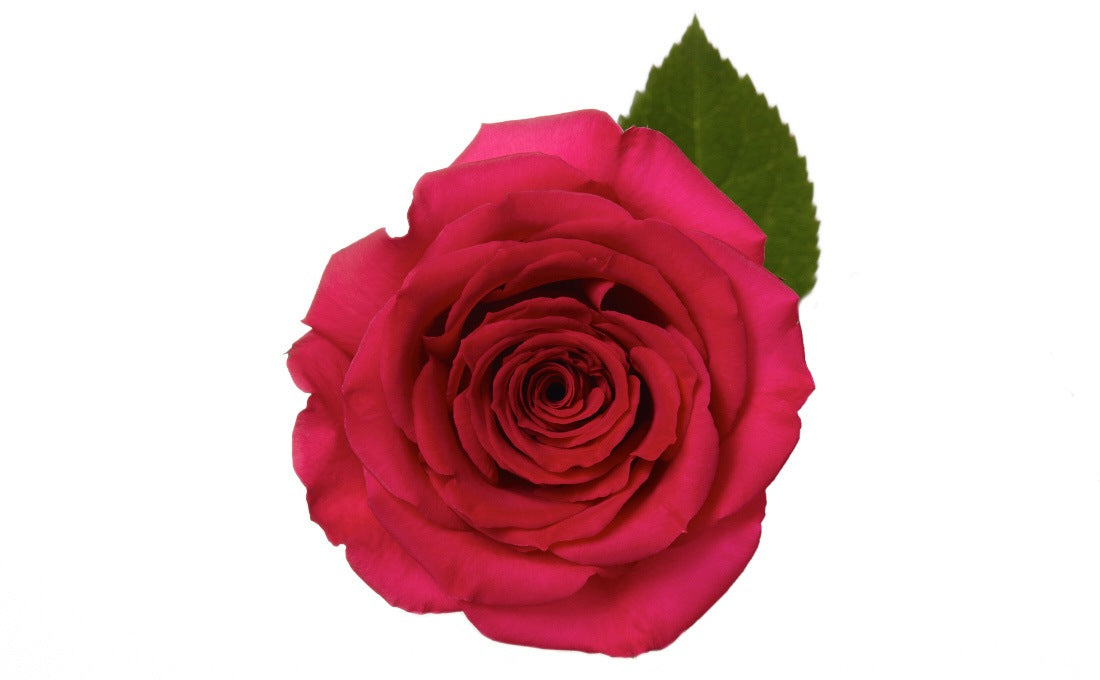 COLOR ROSES QUEEN BERRY DARK PINK 25ST 60cm