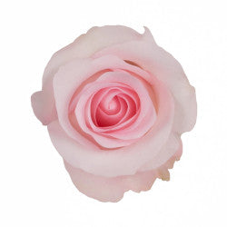 COLOR ROSES SWEET AKITO LIGHT PINK 25ST 60cm