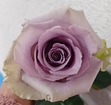 COLOR ROSES SHOCKING BLUE LAVANDER 25ST 50cm