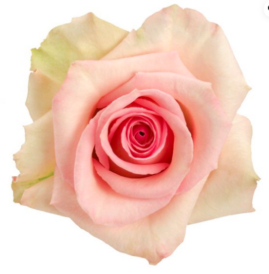 COLOR ROSES SOPHIE LIGHT PINK 25ST 60