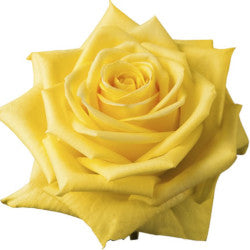 COLOR ROSES STARDUST YELLOW 25ST 40cm