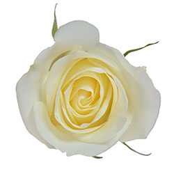 COLOR ROSES SUGAR DOLL WHITE 25ST 50cm