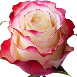 COLOR ROSES SWEETNESS BICOLOR RED/WHITE 25ST 60cm