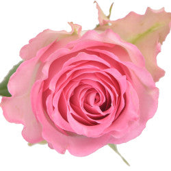 COLOR ROSES SWEET UNIQUE PINK 25ST 50cm