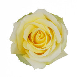 COLOR ROSES TARA YELLOW 25ST 60cm