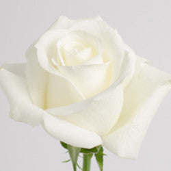 COLOR ROSES TIBET WHITE 25ST 50cm