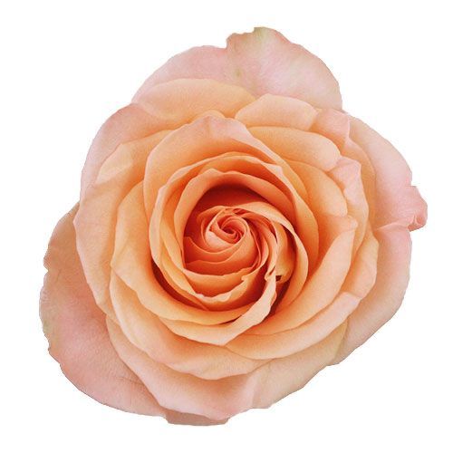 COLOR ROSES TIFFANY PEACH 25ST 60cm