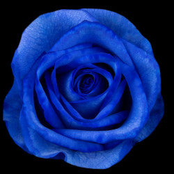 COLOR ROSES TINTED DK. BLUE 25ST 60cm