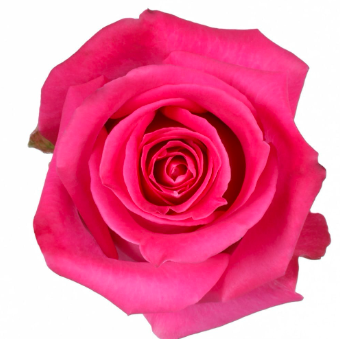 COLOR ROSES TOPAZ DARK PINK 25ST 50cm