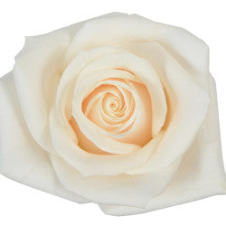 COLOR ROSES VENDELA WHITE 25ST 40cm