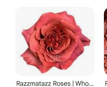 COLOR ROSES BROWN RAZZMATAZZ 25ST 50cm