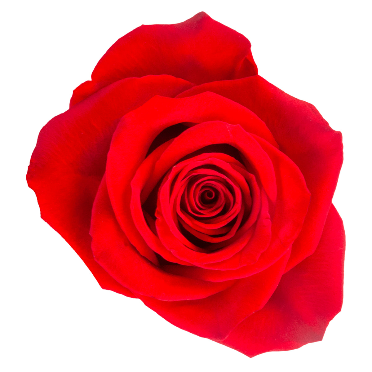 RED ROSES FREEDOM ECUADORIAN