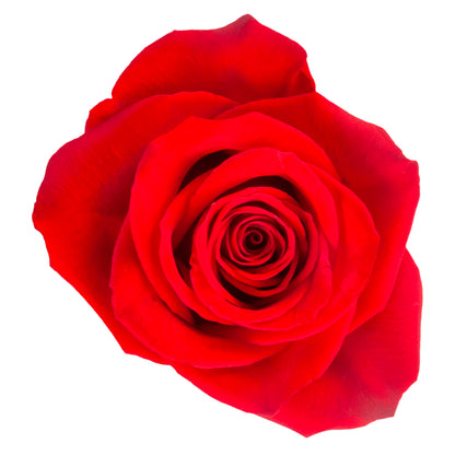 RED ROSES FREEDOM ECUADORIAN