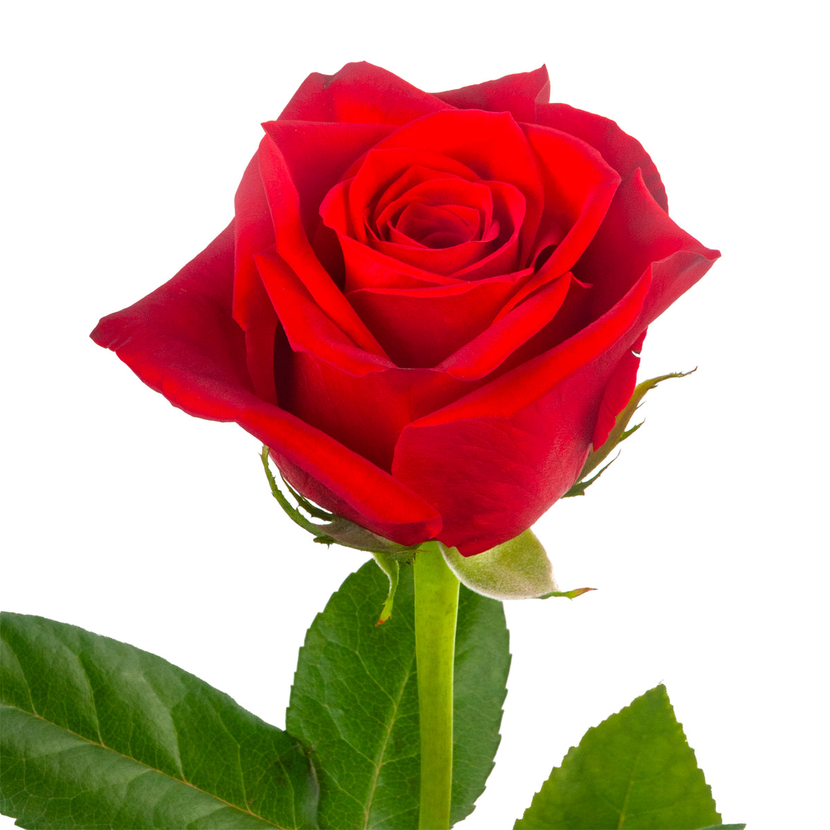 RED ROSES FREEDOM ECUADORIAN