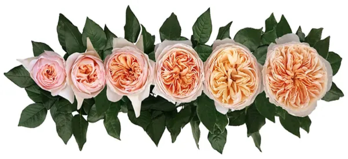 GARDEN ROSE JULIET 40cm