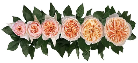 GARDEN ROSE JULIET 40cm