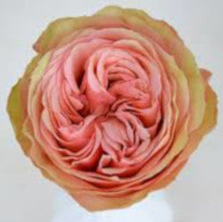 COLOR ROSES KAHALA PEACH