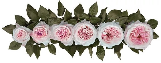 GARDEN ROSE DA.KEIRA 40cm