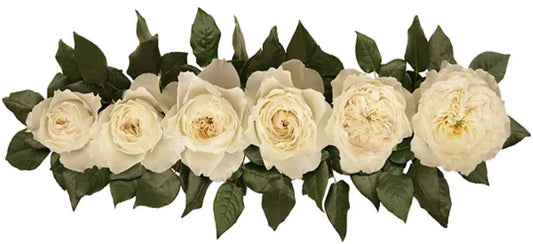 GARDEN ROSE GARDEN ROSE WHITE CLOUD 40cm