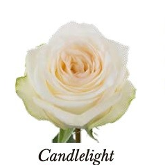 GARDEN ROSE CANDLELIGHT 50cm
