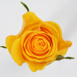 ROSE 60cm YEL Brighton 20 St(Stems)