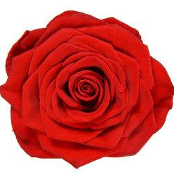 CB 40cm RED Rose Freedom 12st(Bunches)