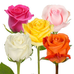 ROSE 50cm AST Assorted 25 St(Stems)
