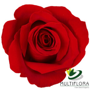 RED ROSE 70cm RED Freedom 25 St(Stems)