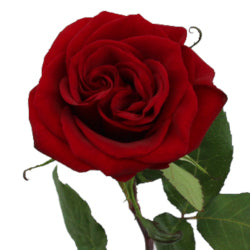 RED ROSE 60cm RED Black Magic 25 St(Stems)