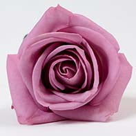 ROSE 50cm LAV Cool Water 25 St(Stems)