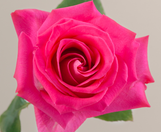 ROSE 50cm DPK Topaz 25 St(Stems)