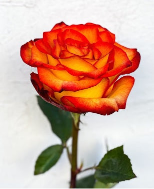 ROSE HIGH AND MAGIC 50CM