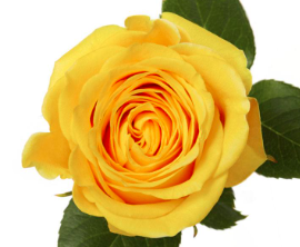 ROSE 60cm YEL Brighton 25 St(Stems)