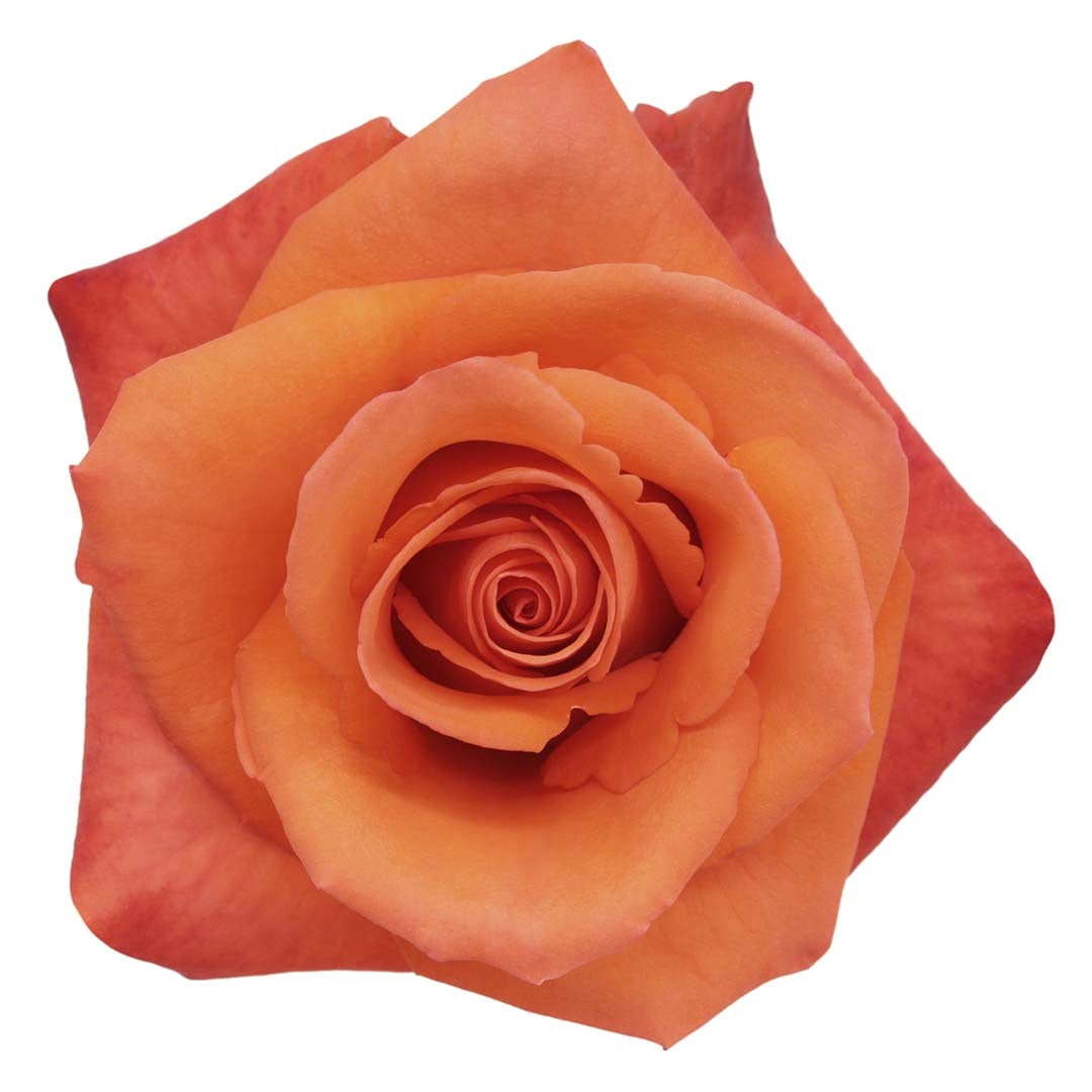 ROSE 50cm ORA Alive 25 St(Stems)