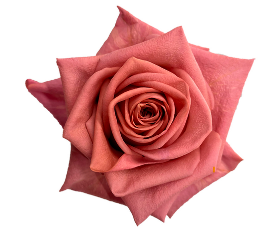 ROSE 50cm TER Barista 25 St(Stems)