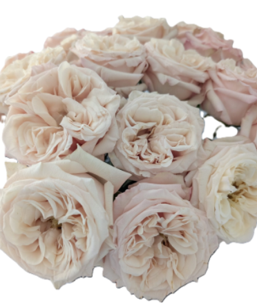 ROSE 60cm CRE Bashful Cre/Blush 25 St(Stems)